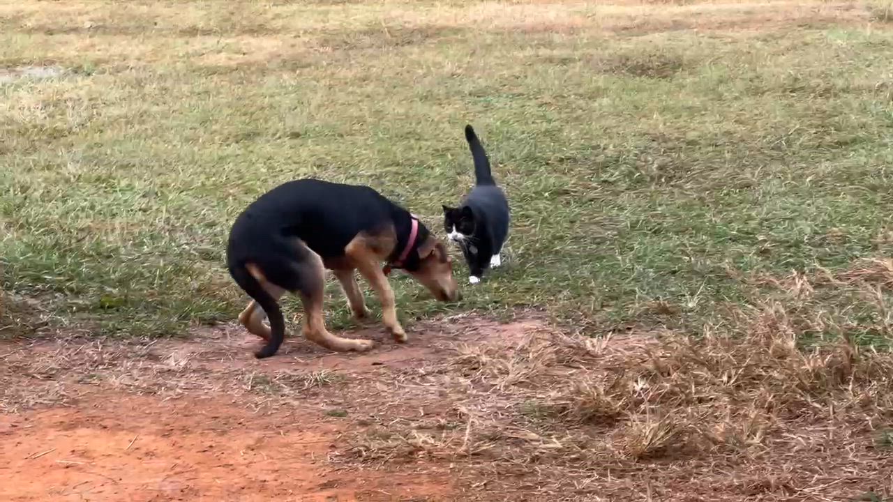 Enlarge Holly, a Adoptable mixed breed in Plainville, CT video 4/5