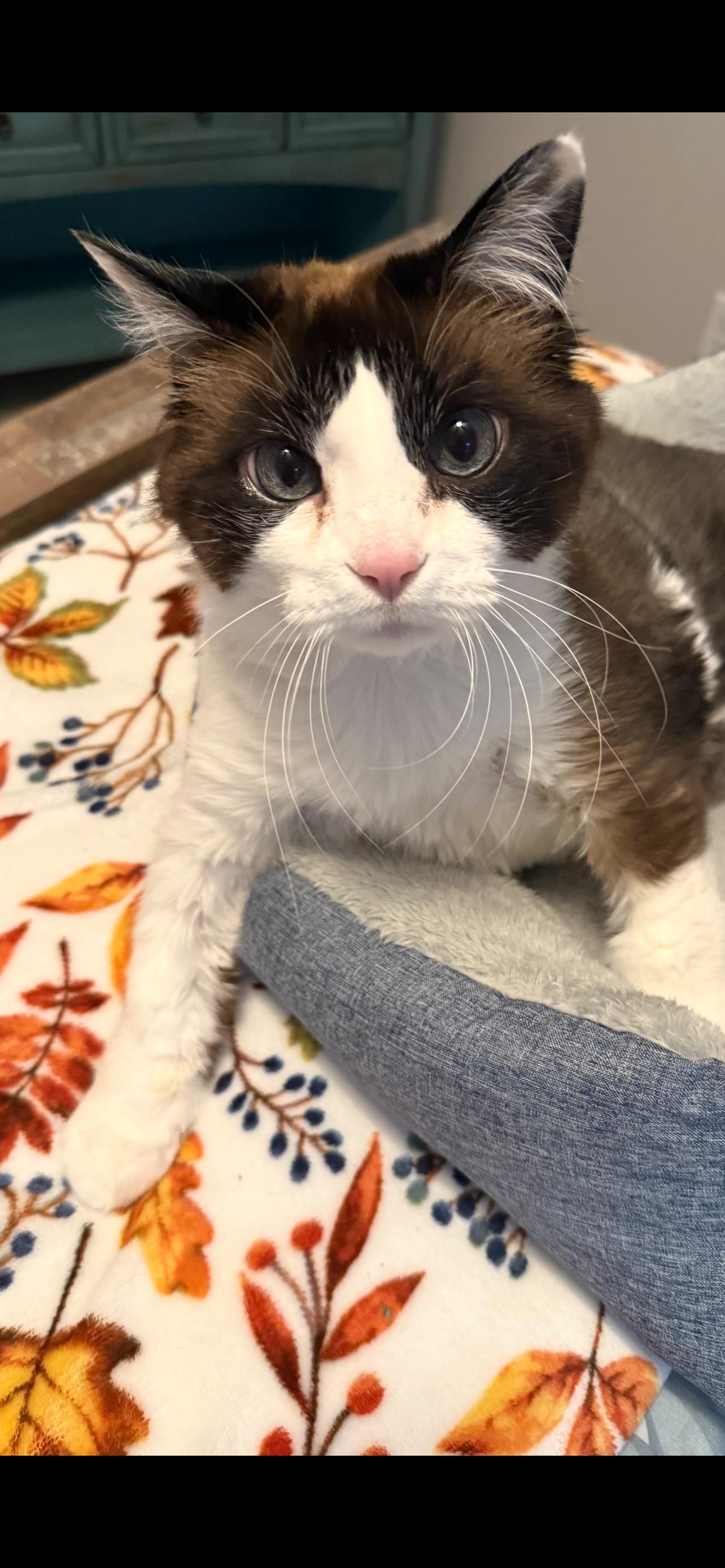 Alien, Adoptable, Senior Male Domestic Short Hair.