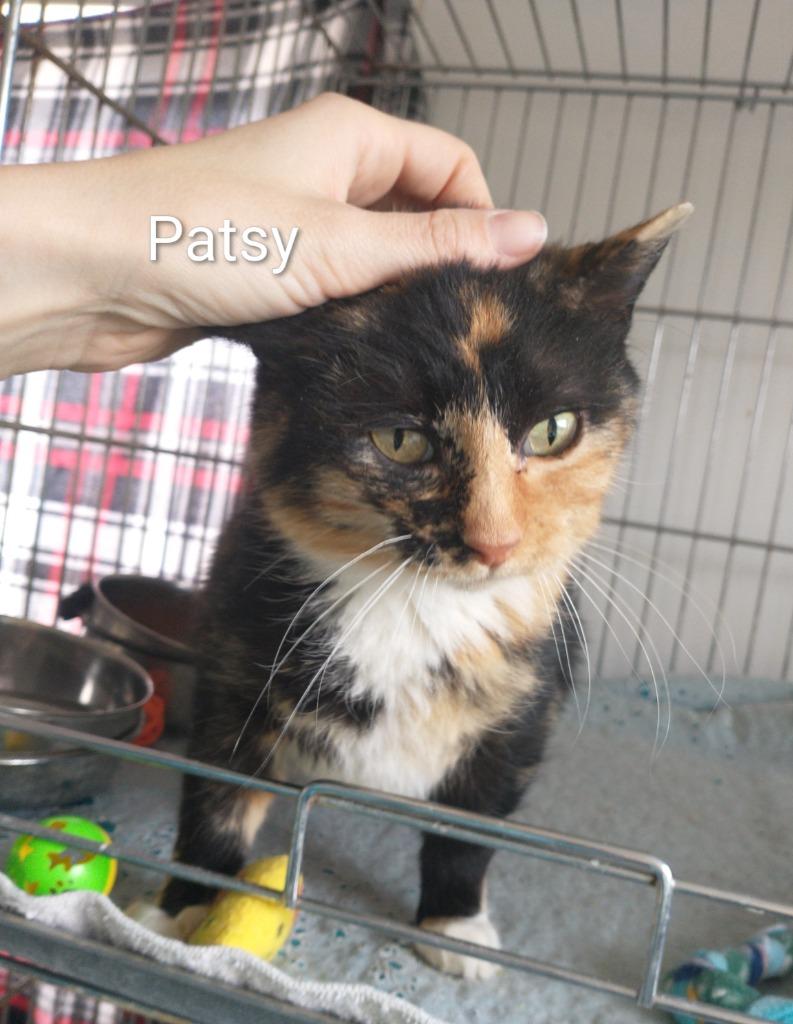 Patsy, Adopted, Adult Female Domestic Short Hair.