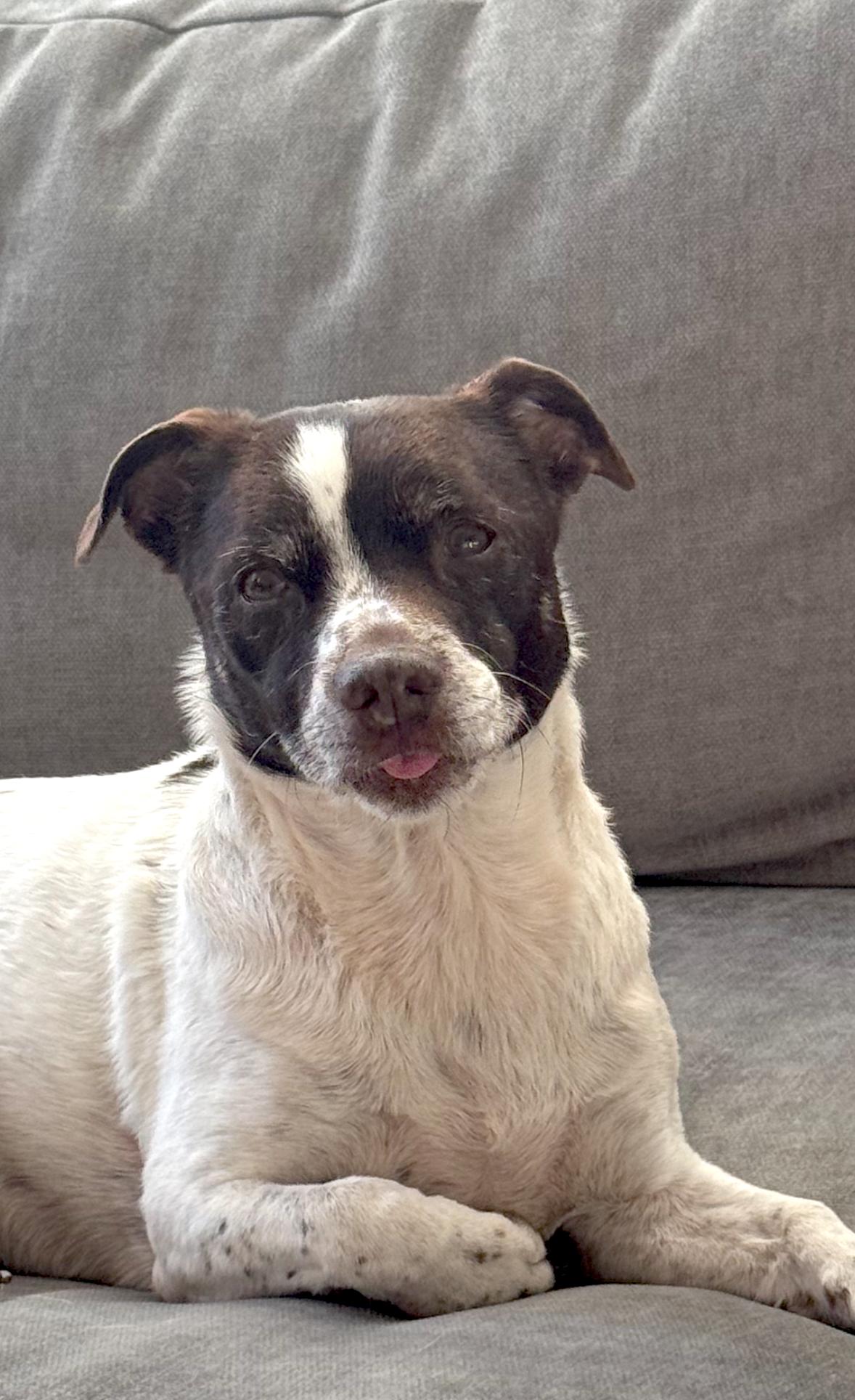 Trixie, a Adoptable mixed breed in Brooklyn, NY image 1/6
