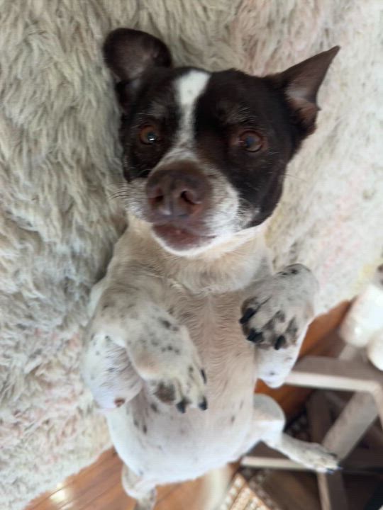 Enlarge Trixie, a Adoptable mixed breed in Brooklyn, NY video 3/6