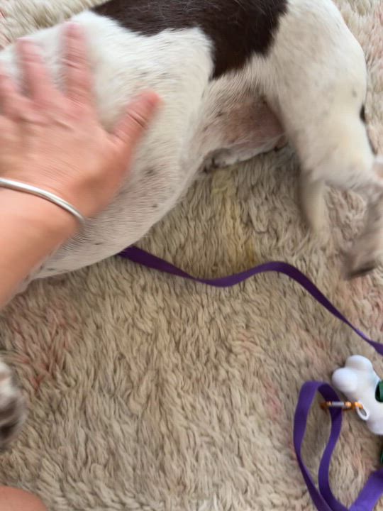 Enlarge Trixie, a Adoptable mixed breed in Brooklyn, NY video 6/6