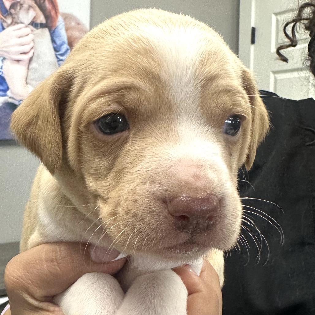 Gunther, Adoptable, Puppy Male Mixed Breed.