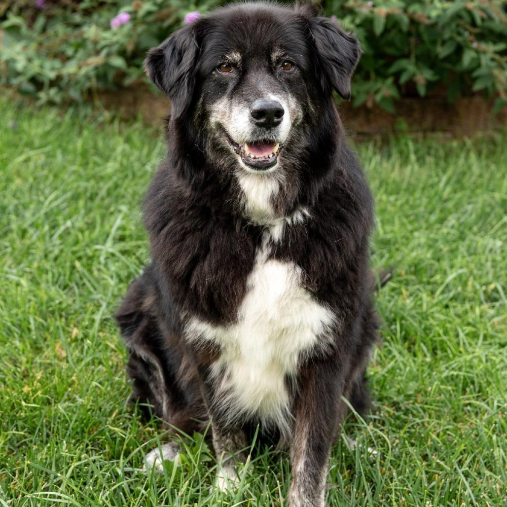 Heidi, Adoptable, Senior Female Great Pyrenees & Husky.