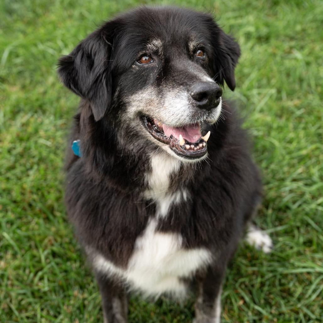Enlarge Heidi, a Adoptable mixed breed in Olathe, KS image 2/6