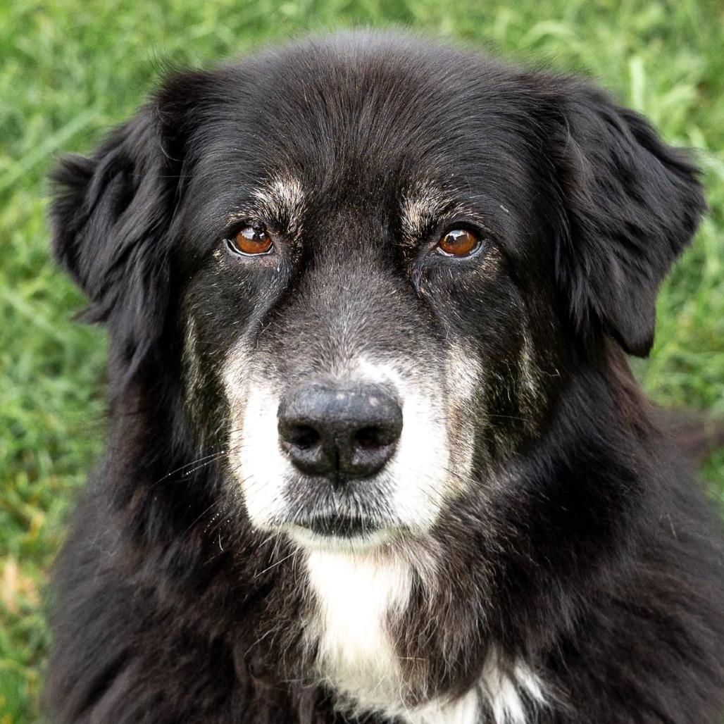 Enlarge Heidi, a Adoptable mixed breed in Olathe, KS image 3/6