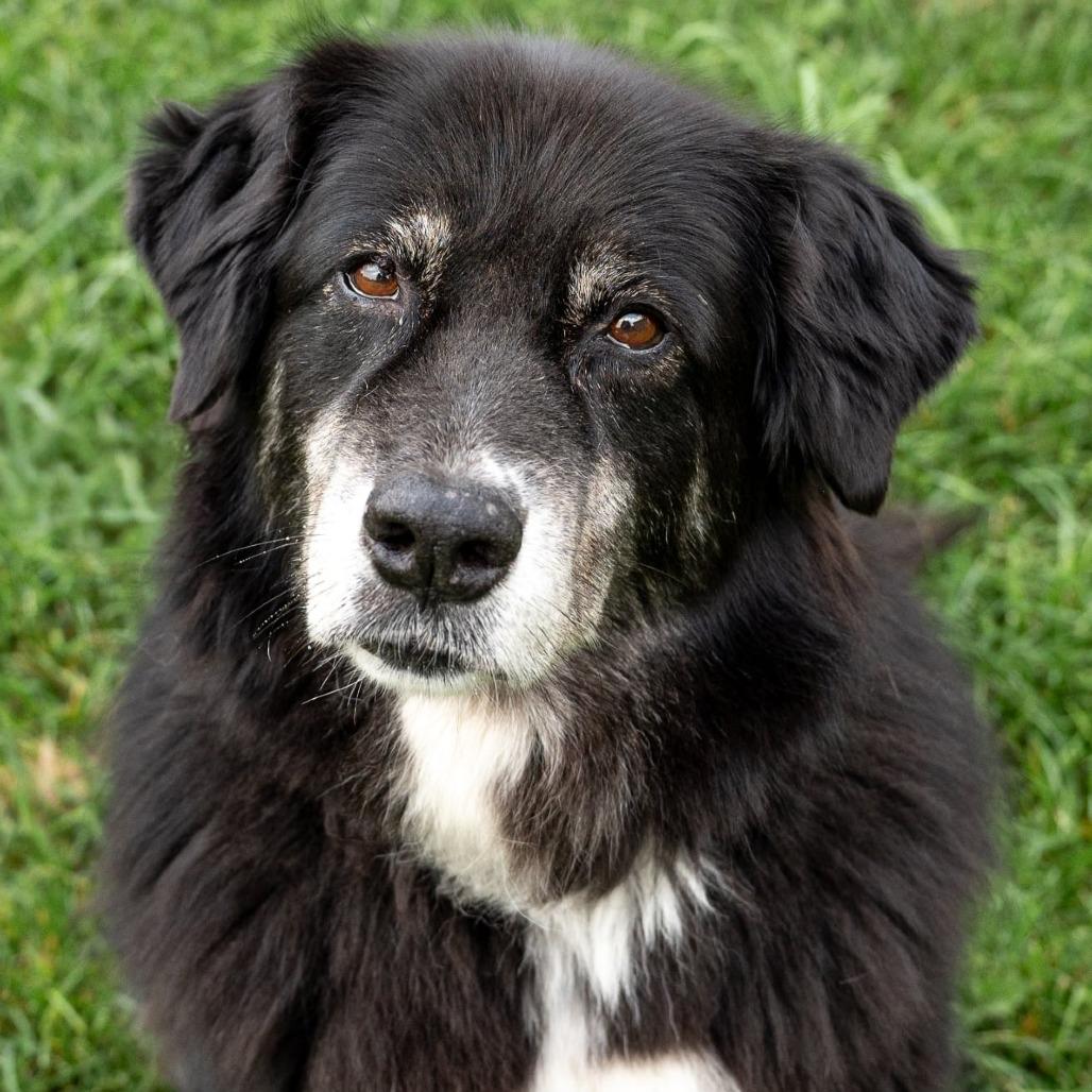 Enlarge Heidi, a Adoptable mixed breed in Olathe, KS image 4/6