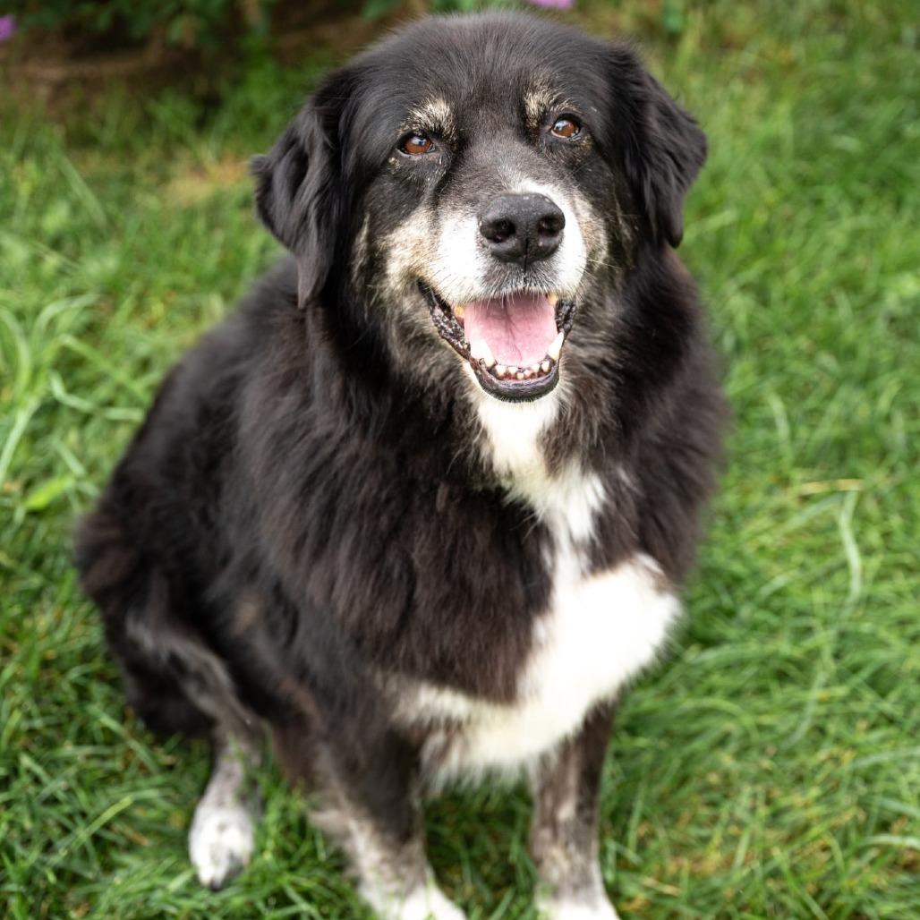 Enlarge Heidi, a Adoptable mixed breed in Olathe, KS image 5/6