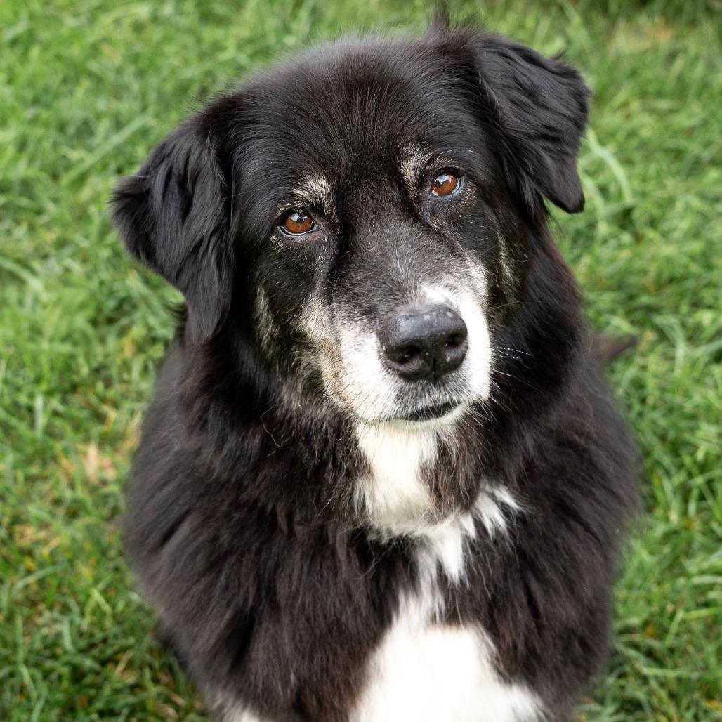 Enlarge Heidi, a Adoptable mixed breed in Olathe, KS image 6/6