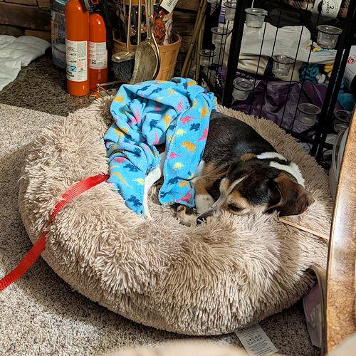 Enlarge Colonel Sanders, a ADOPTABLE Beagle in Toledo, OH image 5/5