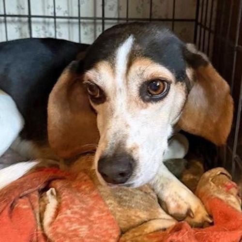 Enlarge Colonel Sanders, a ADOPTABLE Beagle in Toledo, OH image 2/5