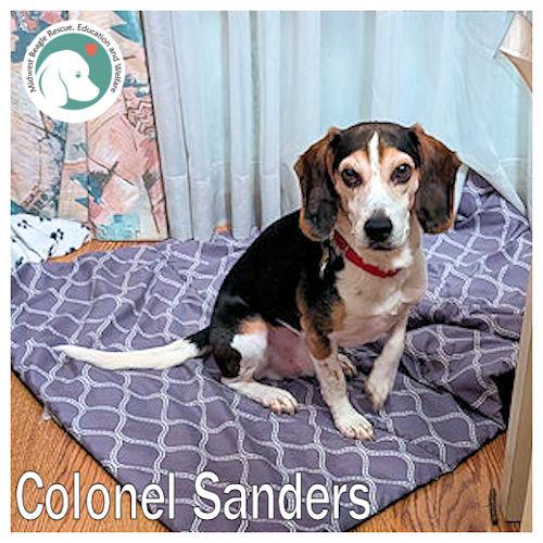 Colonel Sanders, ADOPTABLE, Adult Male Beagle.