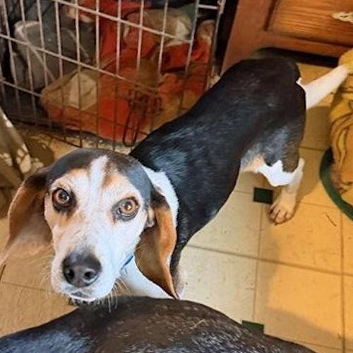 Enlarge Colonel Sanders, a ADOPTABLE Beagle in Toledo, OH image 3/5