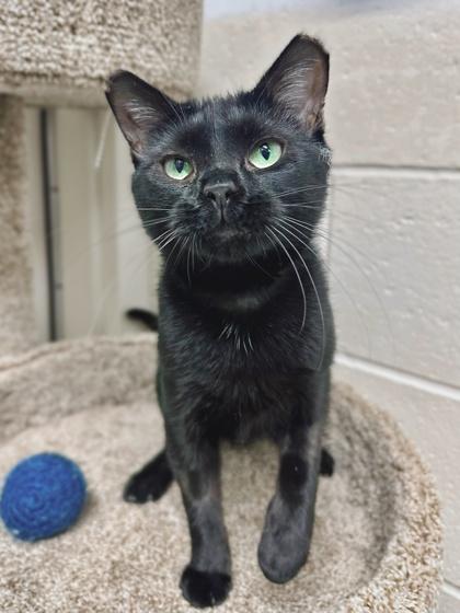 Mama "Nellie" Deloney, ADOPTABLE, Young Female Domestic Short Hair.