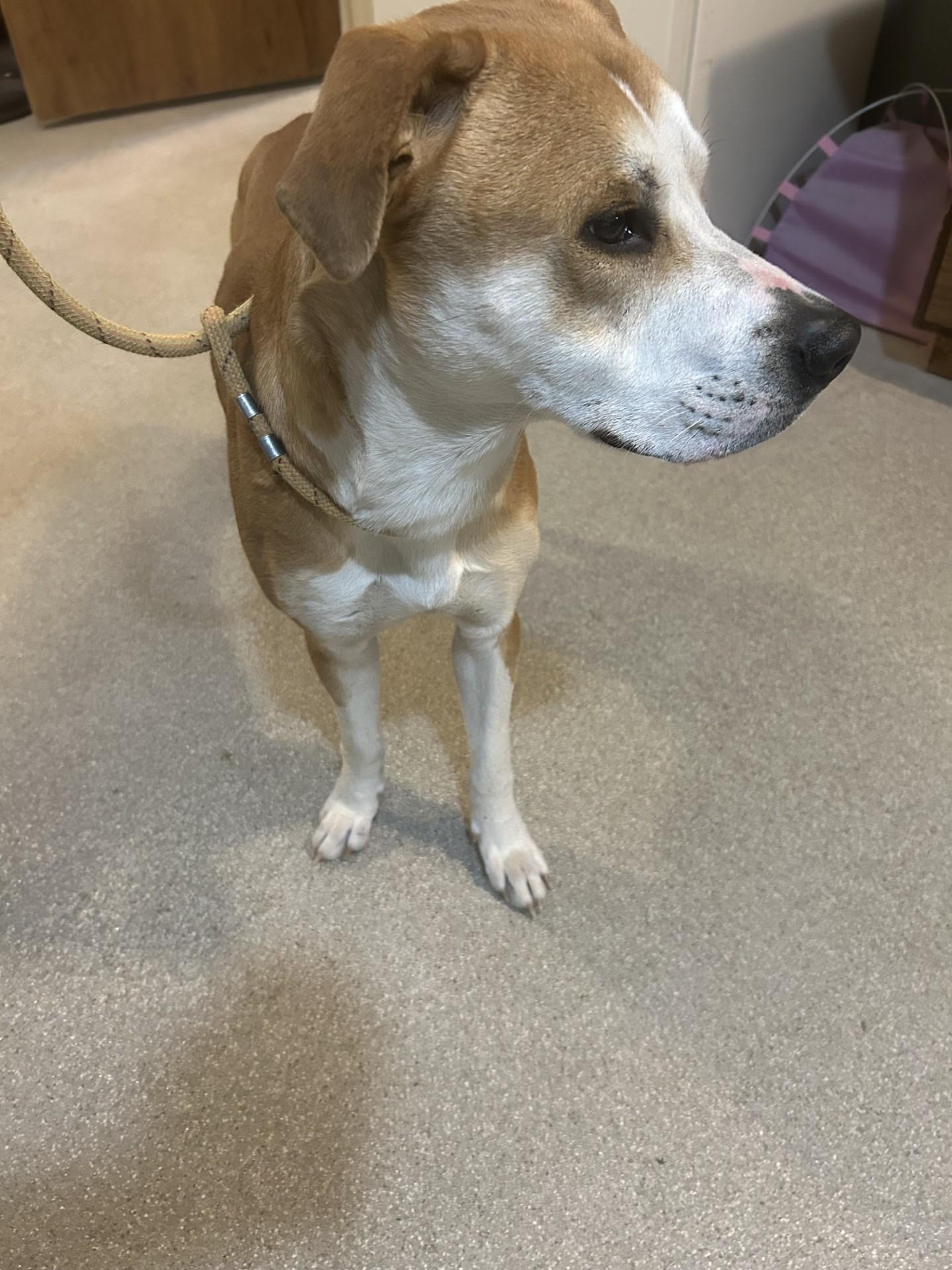 Joey, Young Male Labrador Retriever