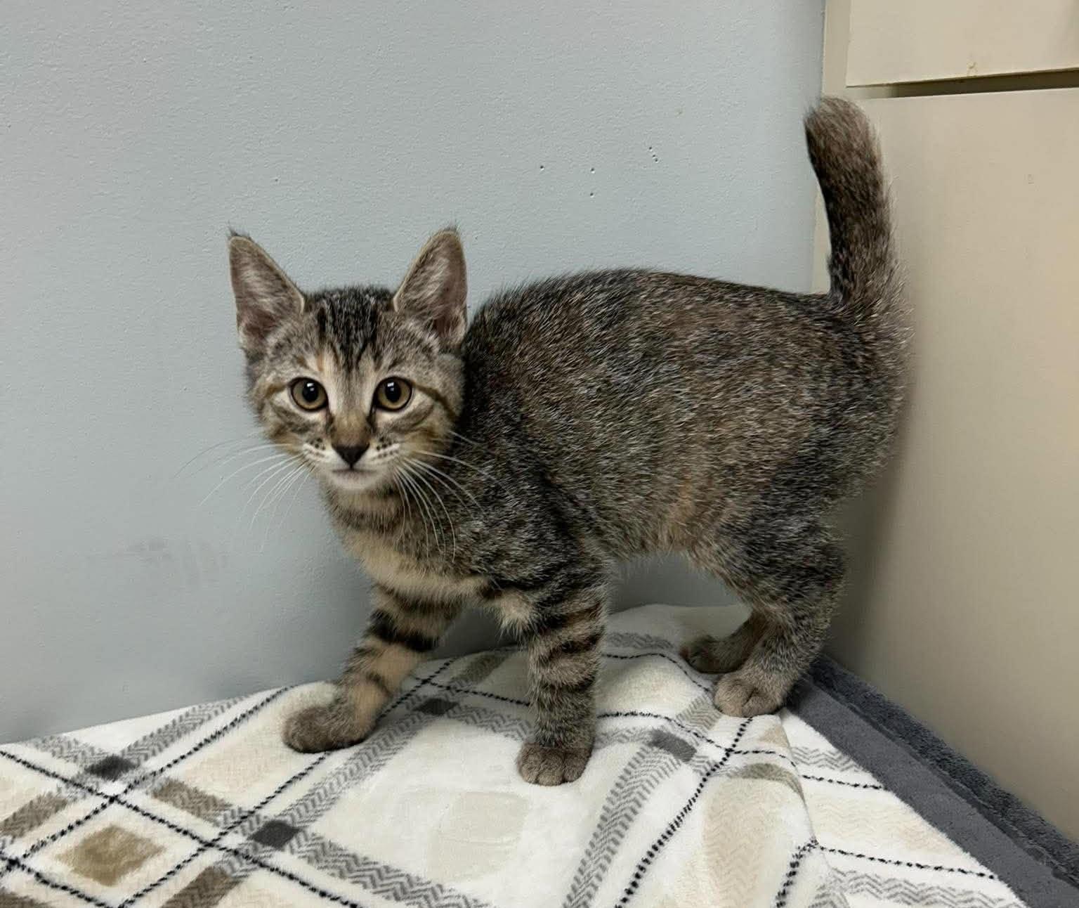 Jessica, Adoptable, Kitten Female Domestic Short Hair.