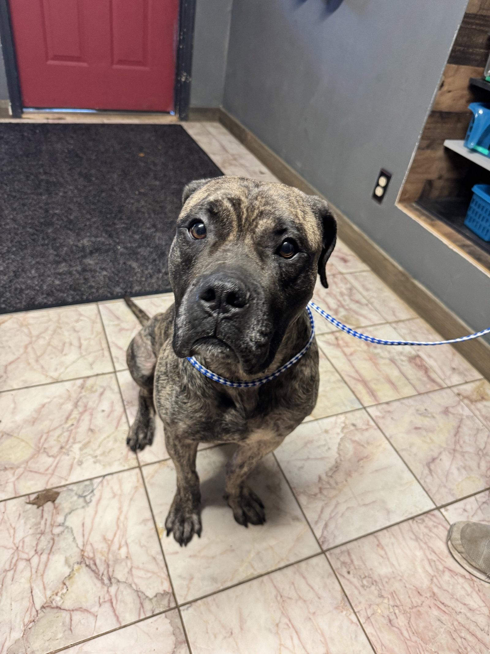 Coal, Adoptable, Young Male Cane Corso.