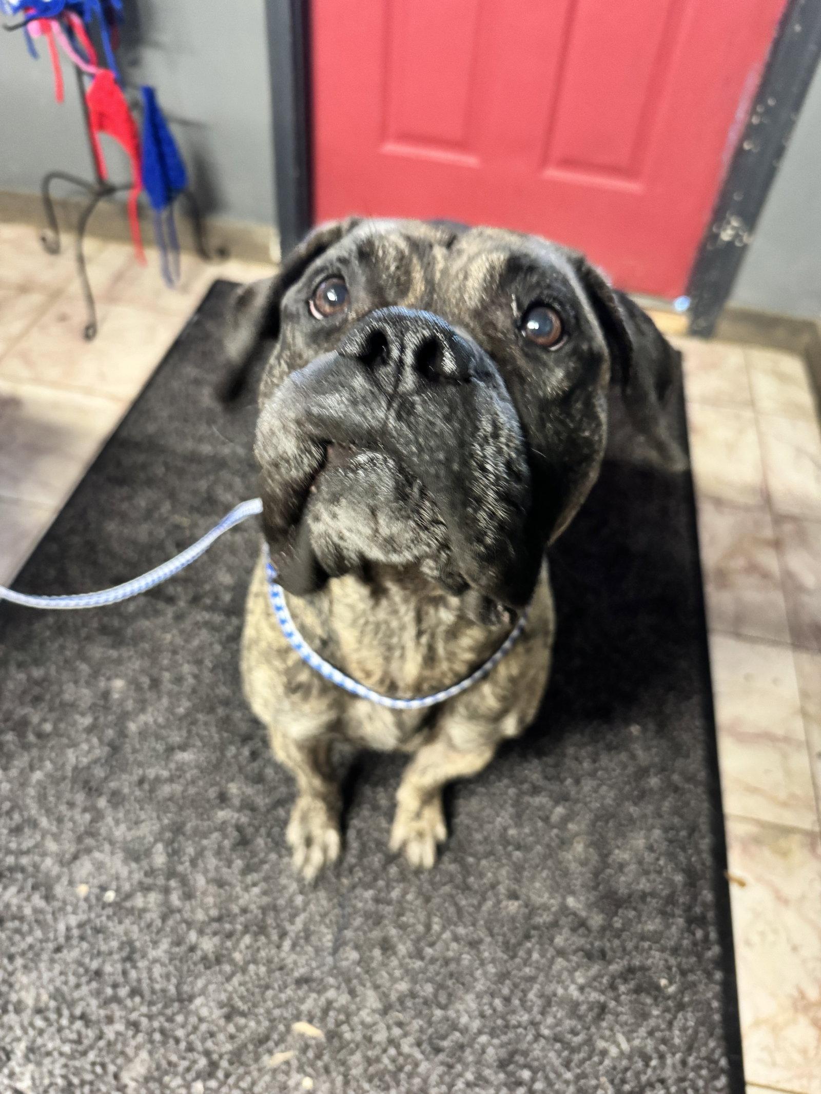 Enlarge Coal, a Adoptable Cane Corso in Leavenworth, KS image 2/2