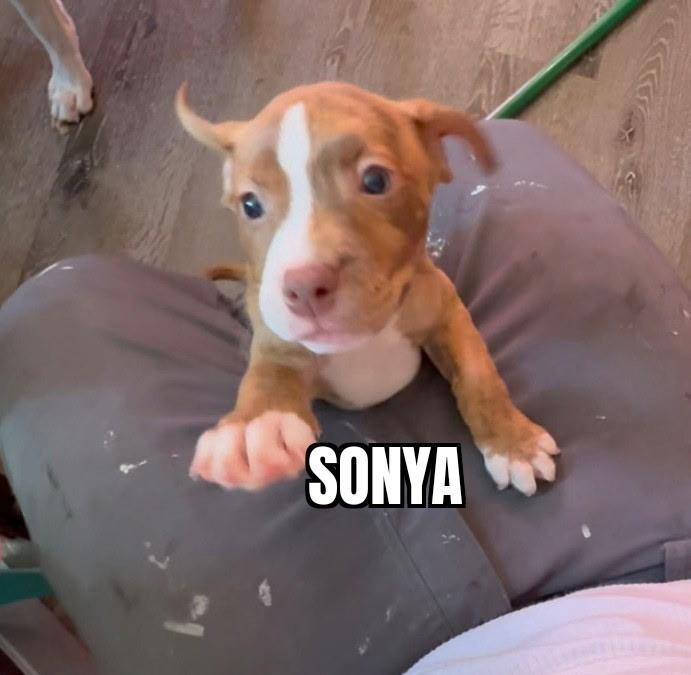 Sonya, ADOPTABLE, Puppy Female Pit Bull Terrier.