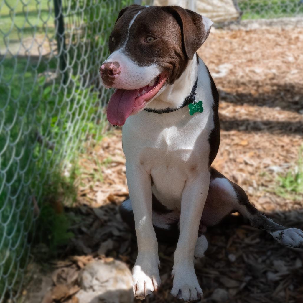Enlarge Baloo, a Adoptable mixed breed in Wimberley, TX image 1/6