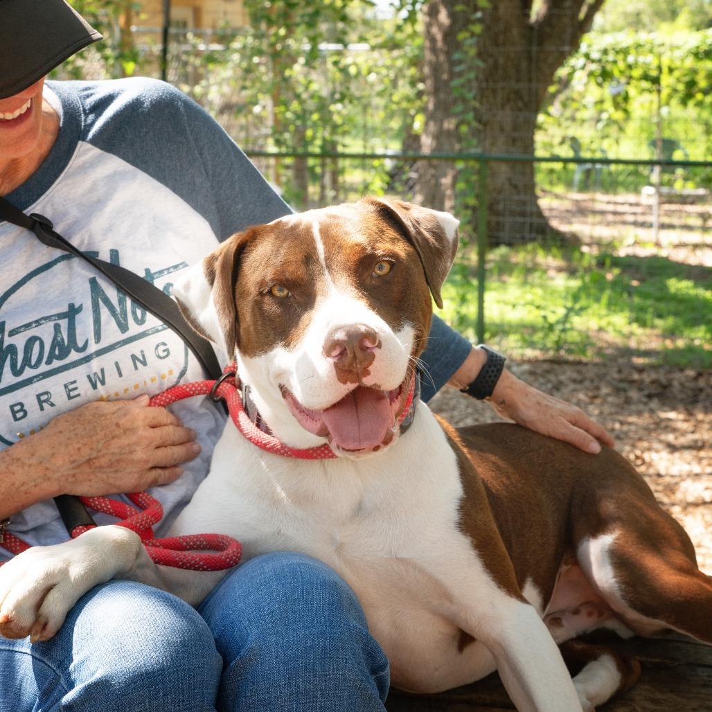Baloo, a Adoptable mixed breed in Wimberley, TX image 1/5