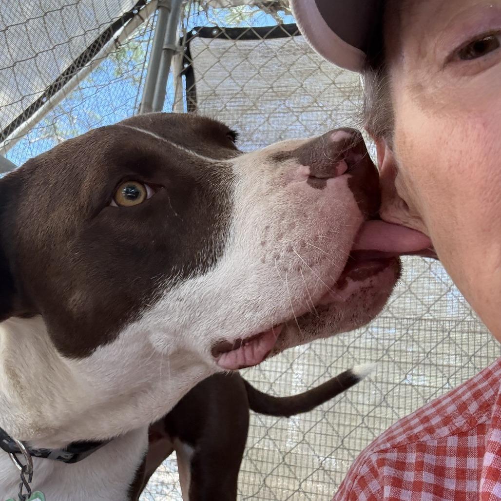 Enlarge Baloo, a Adoptable mixed breed in Wimberley, TX image 1/6