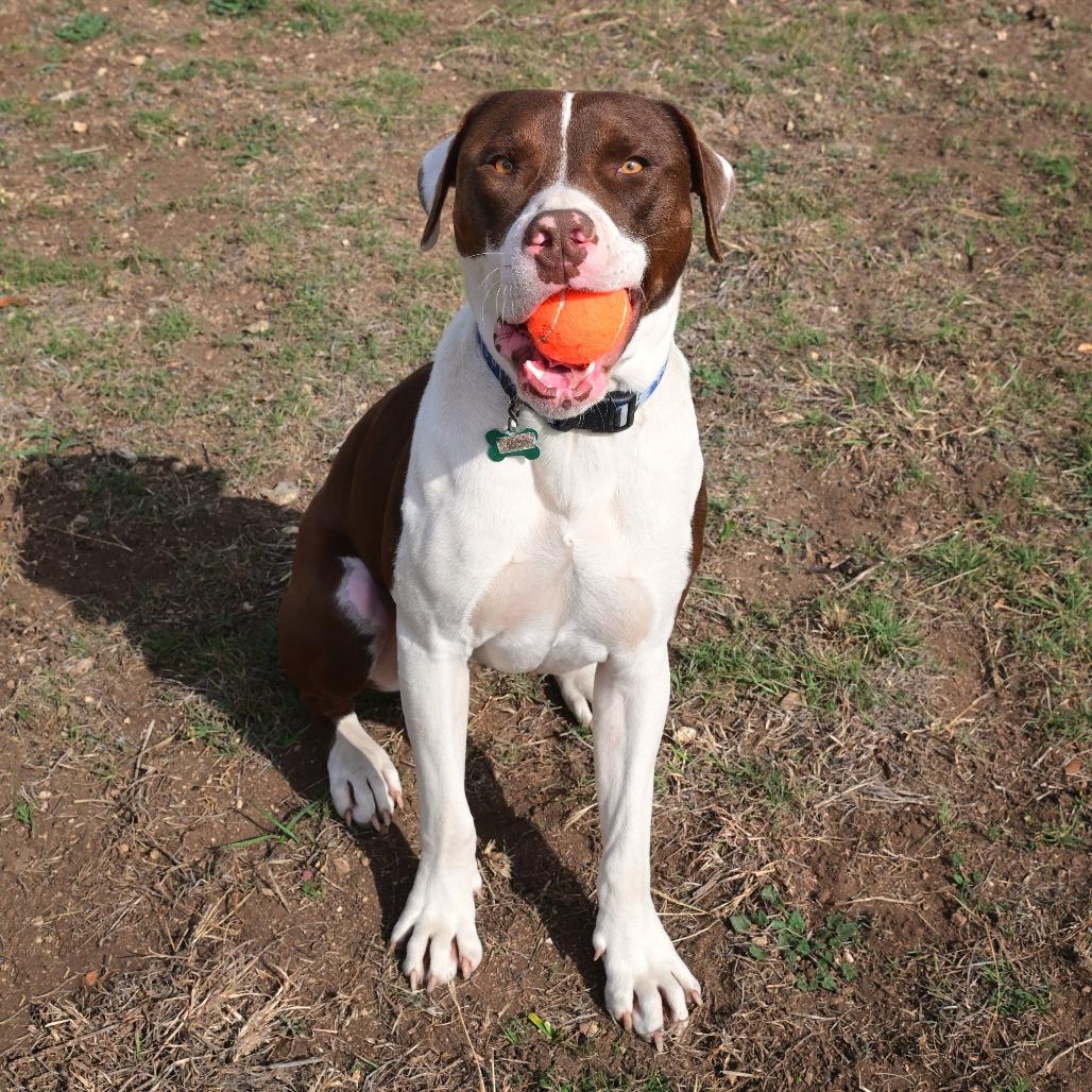 Enlarge Baloo, a Adoptable mixed breed in Wimberley, TX image 3/6