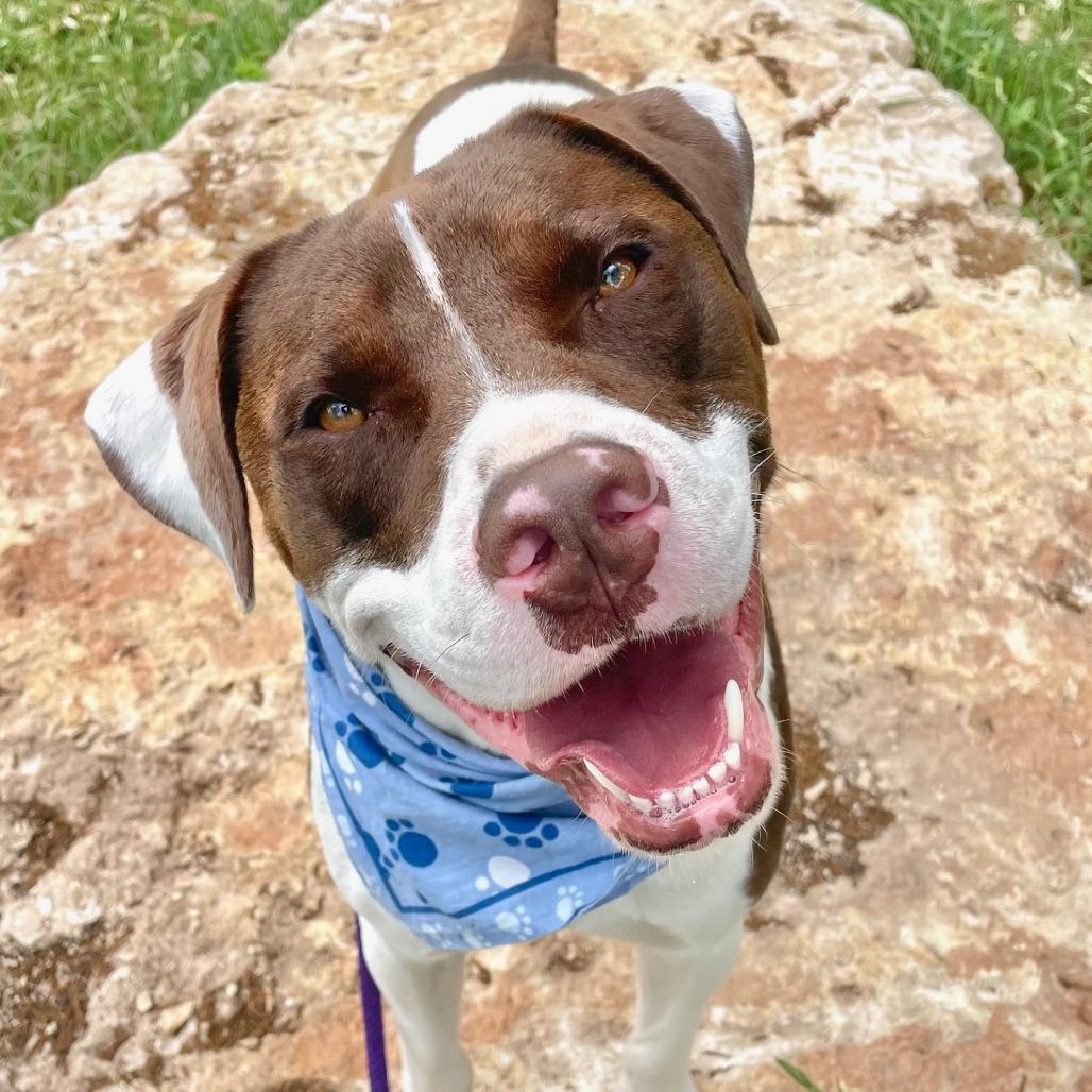 Enlarge Baloo, a Adoptable mixed breed in Wimberley, TX image 3/5