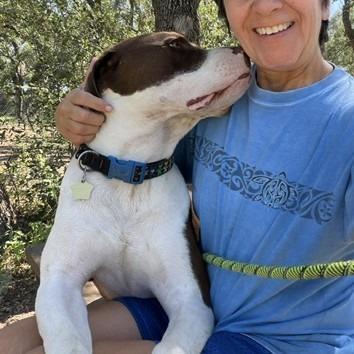 Baloo, a Adoptable mixed breed in Wimberley, TX image 3/4