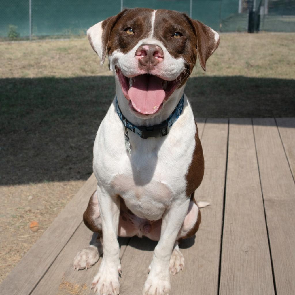 Enlarge Baloo, a Adoptable mixed breed in Wimberley, TX image 3/6