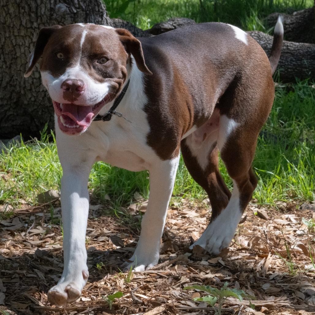 Enlarge Baloo, a Adoptable mixed breed in Wimberley, TX image 4/6
