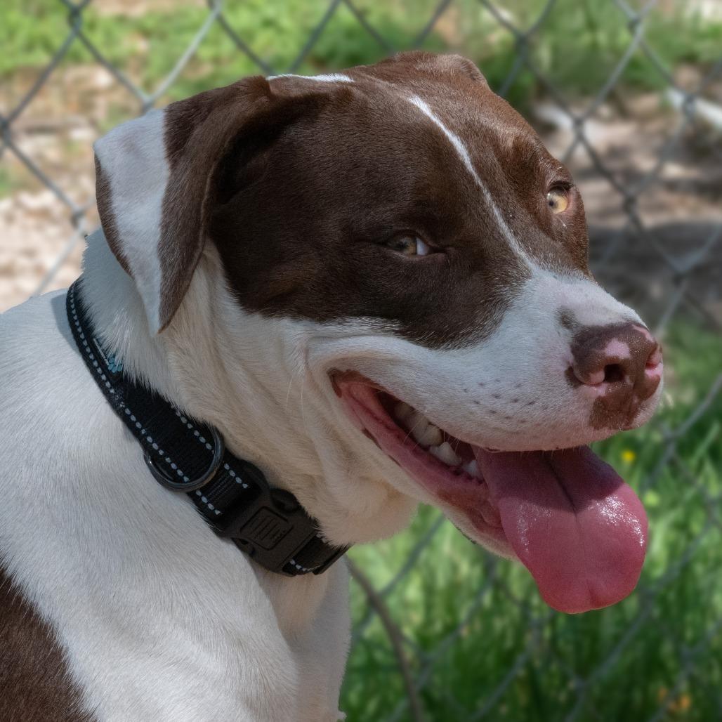 Enlarge Baloo, a Adoptable mixed breed in Wimberley, TX image 5/6