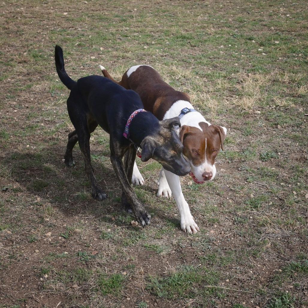 Enlarge Baloo, a Adoptable mixed breed in Wimberley, TX image 5/6