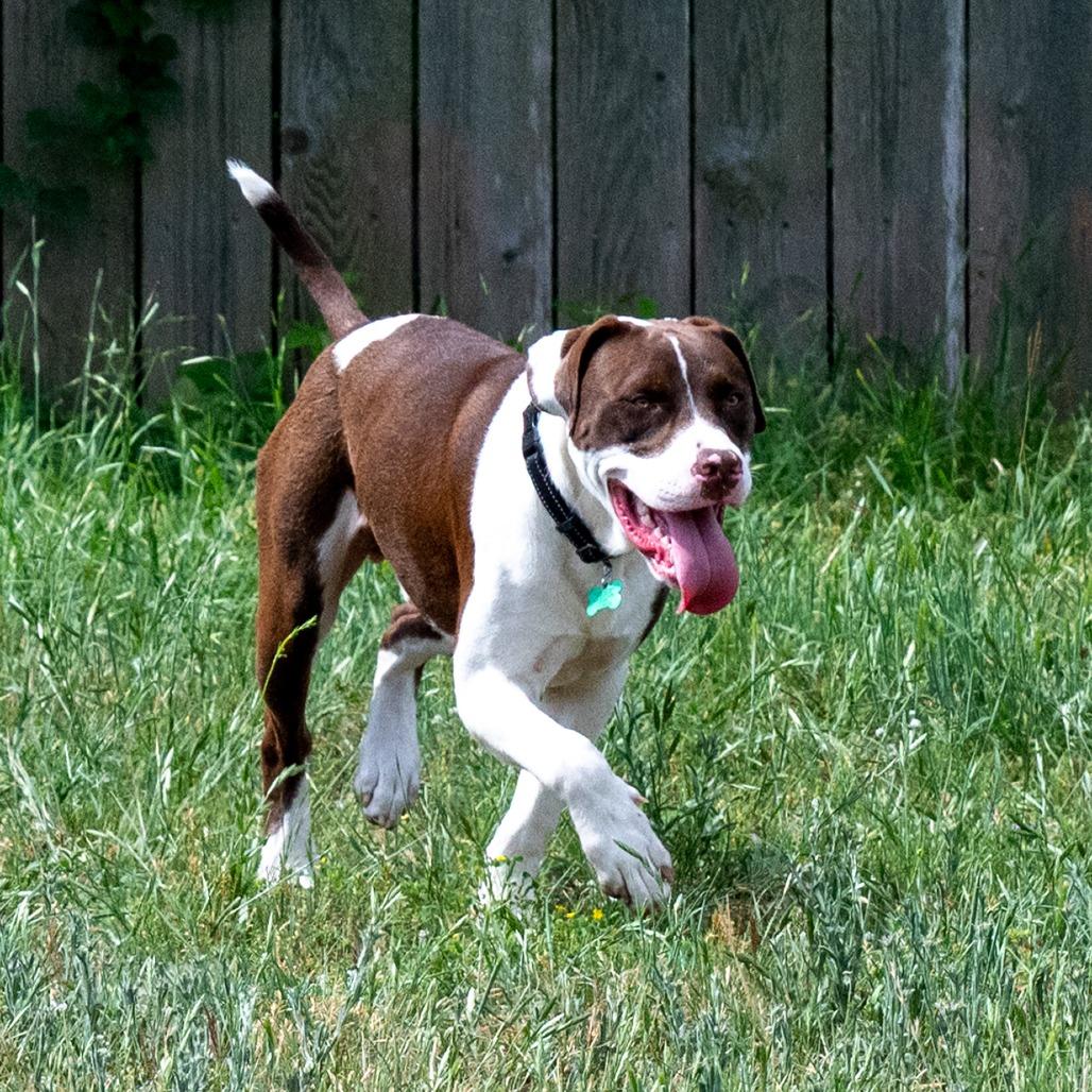 Enlarge Baloo, a Adoptable mixed breed in Wimberley, TX image 6/6