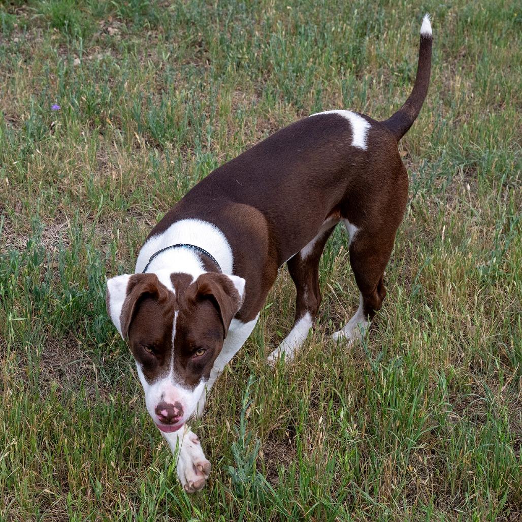 Enlarge Baloo, a Adoptable mixed breed in Wimberley, TX image 6/6