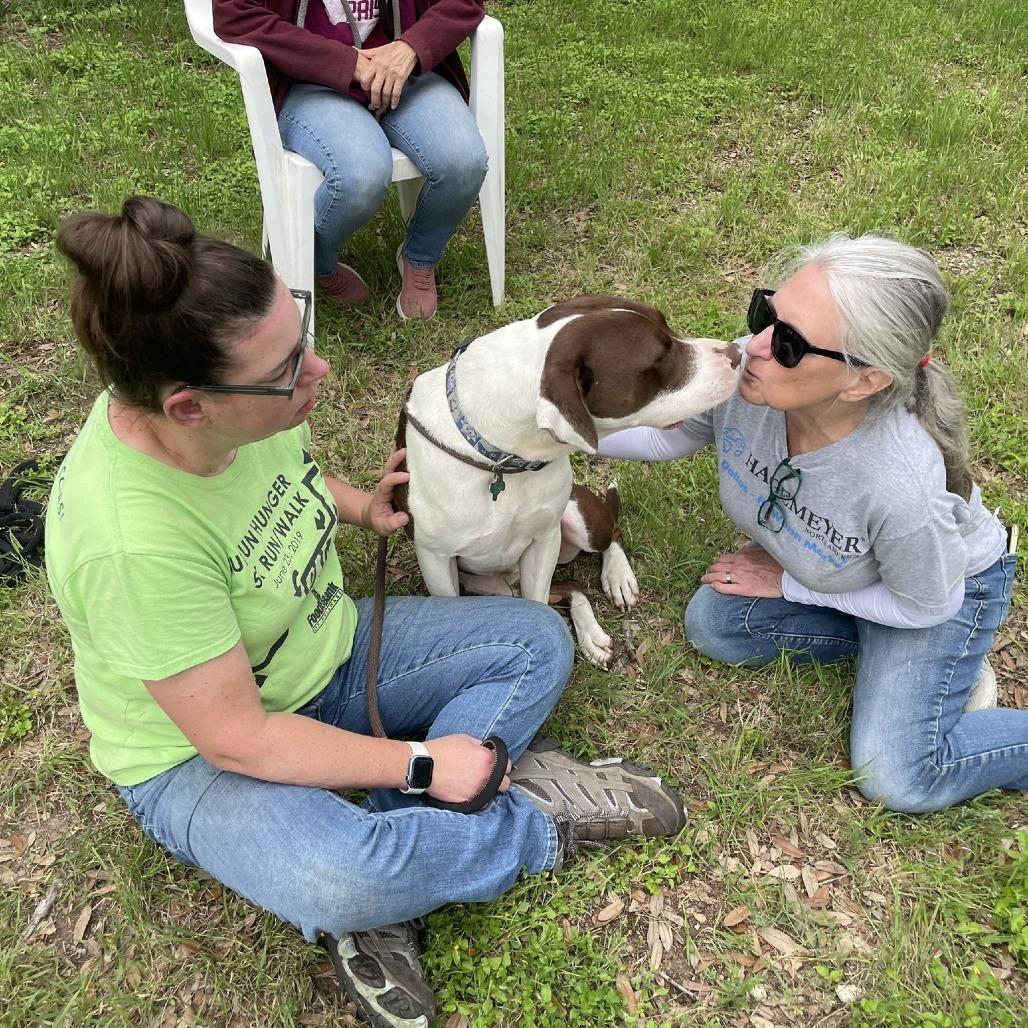 Baloo, a Adoptable mixed breed in Wimberley, TX image 5/5