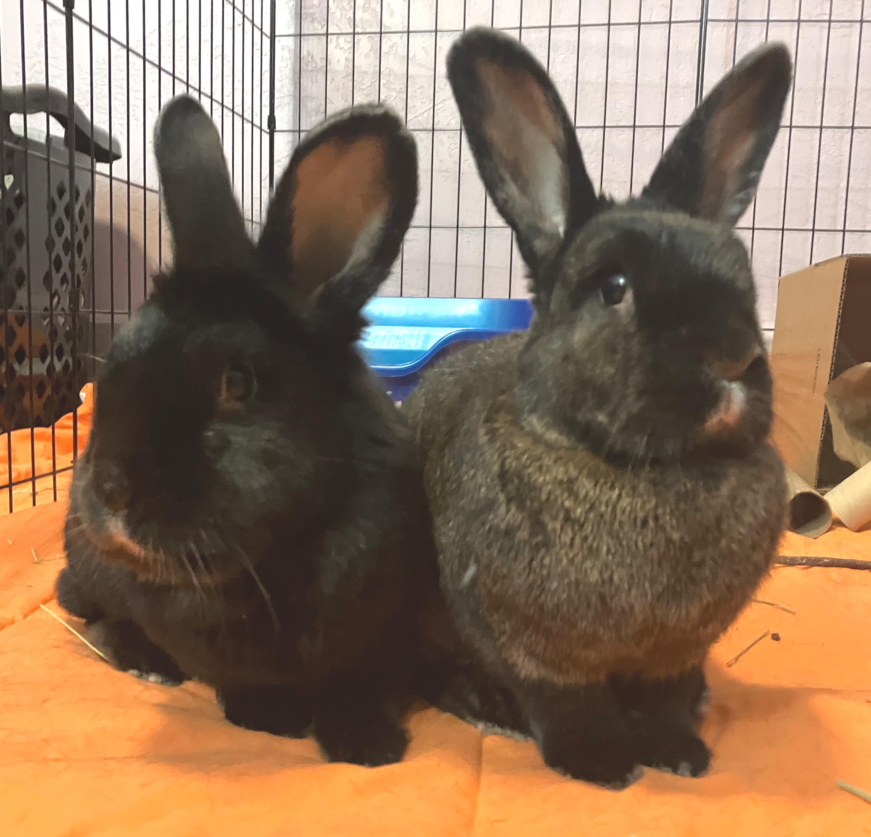 Memphis & Mason, adopted, Adult Male Flemish Giant & Chinchilla.