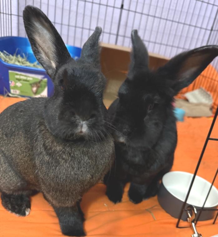 Enlarge Memphis & Mason, an adopted mixed breed in Oshkosh, WI image 2/3