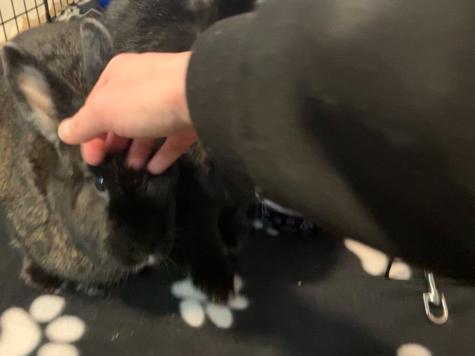 Enlarge Memphis & Mason, an adopted mixed breed in Oshkosh, WI video 3/3