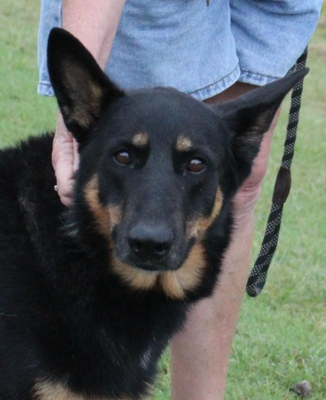 HILDI, a Adoptable German Shepherd Dog in Claremore, OK image 1/4