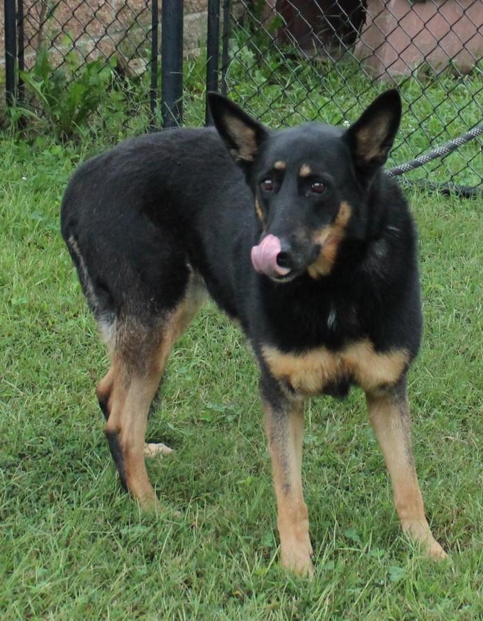 HILDI, a Adoptable German Shepherd Dog in Claremore, OK image 2/4