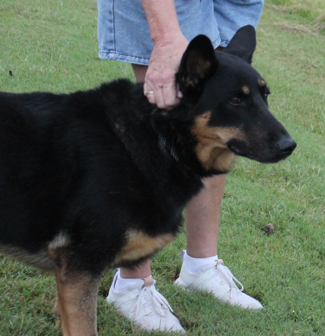 HILDI, a Adoptable German Shepherd Dog in Claremore, OK image 4/4