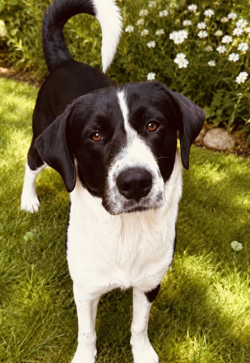 Enlarge Wemby, a ADOPTABLE mixed breed in Boston, MA image 3/5