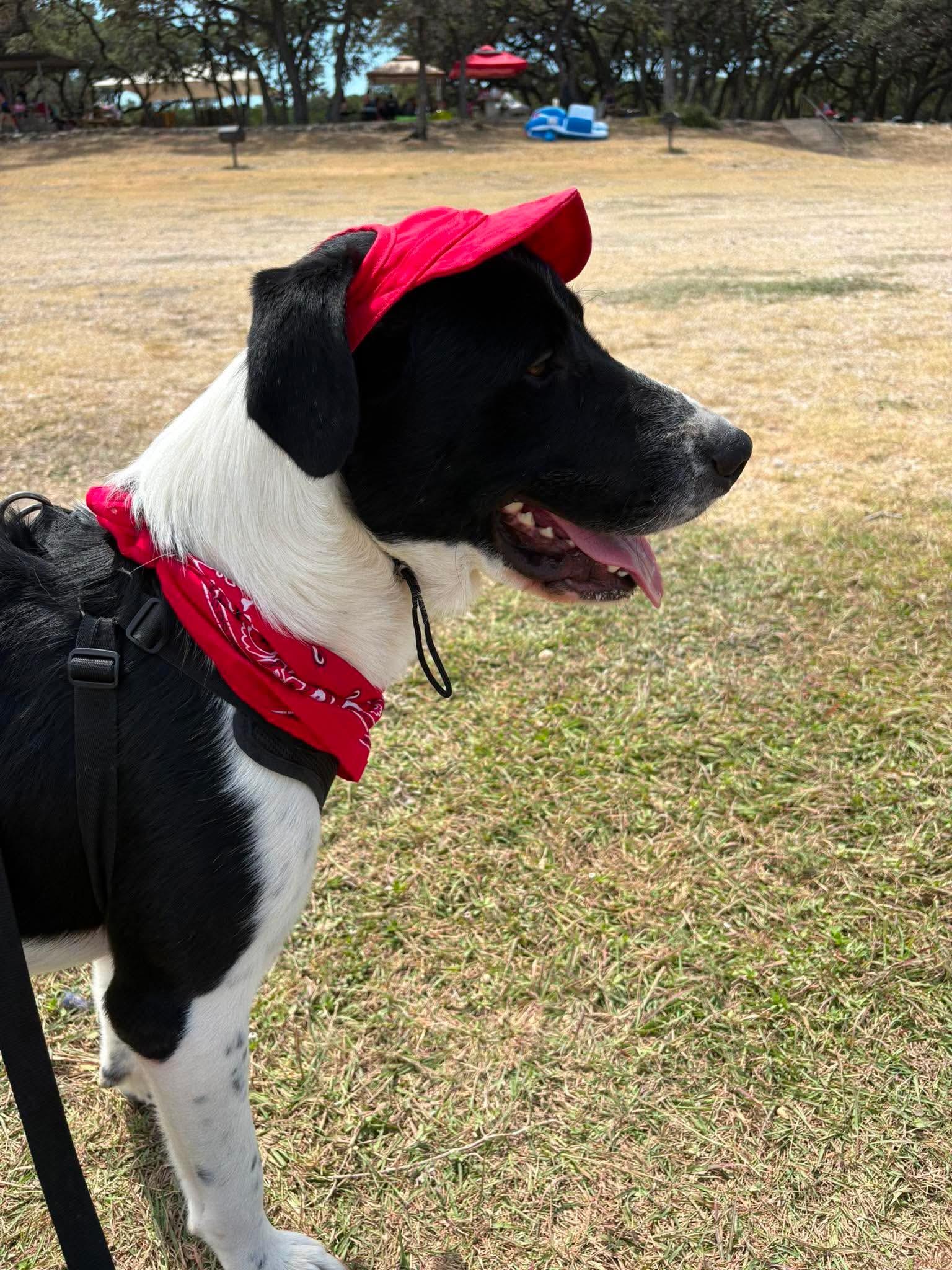 Enlarge Wemby, a ADOPTABLE mixed breed in Boston, MA image 5/5