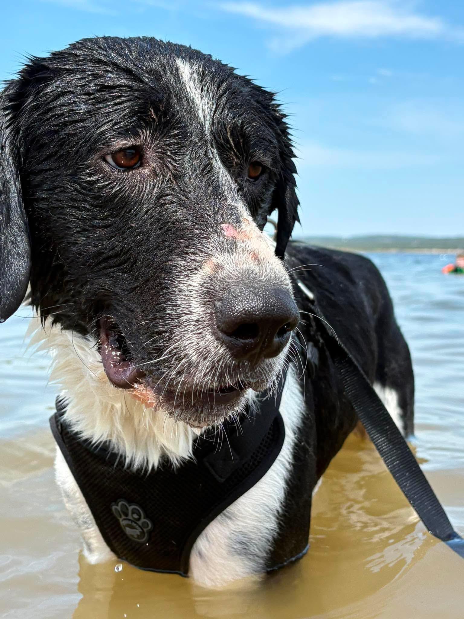 Enlarge Wemby, a ADOPTABLE mixed breed in Boston, MA image 1/5