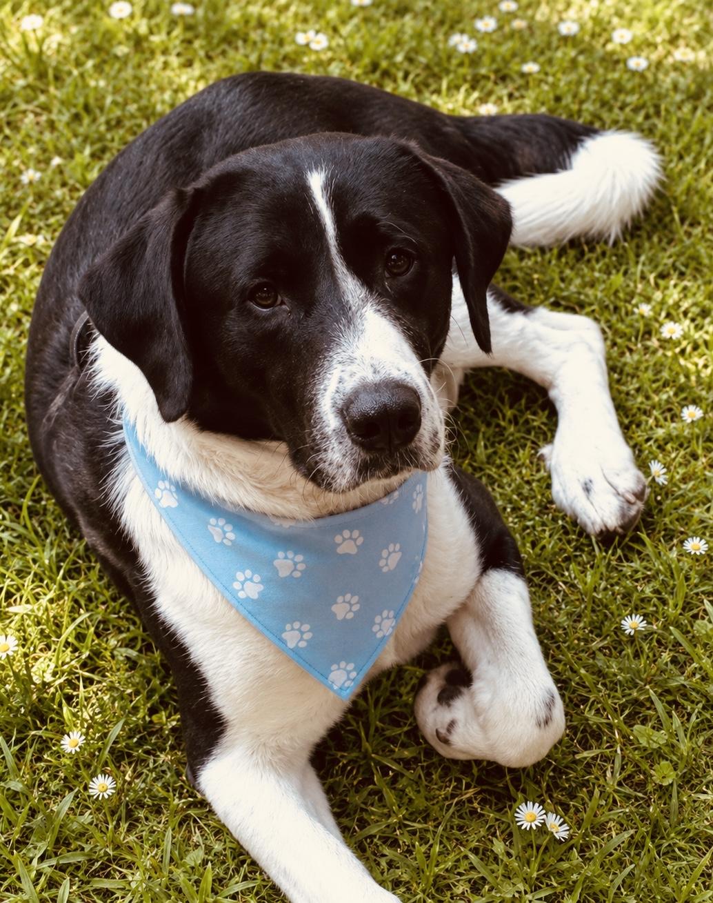 Enlarge Wemby, a ADOPTABLE mixed breed in Boston, MA image 2/5