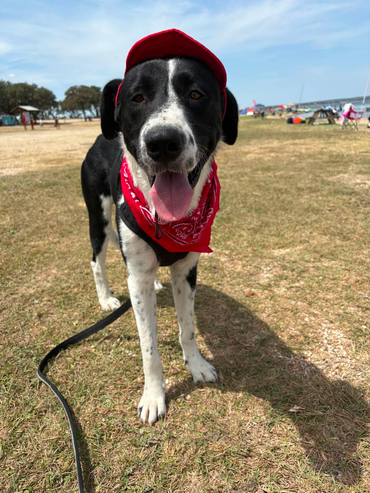 Enlarge Wemby, a ADOPTABLE mixed breed in Boston, MA image 4/5