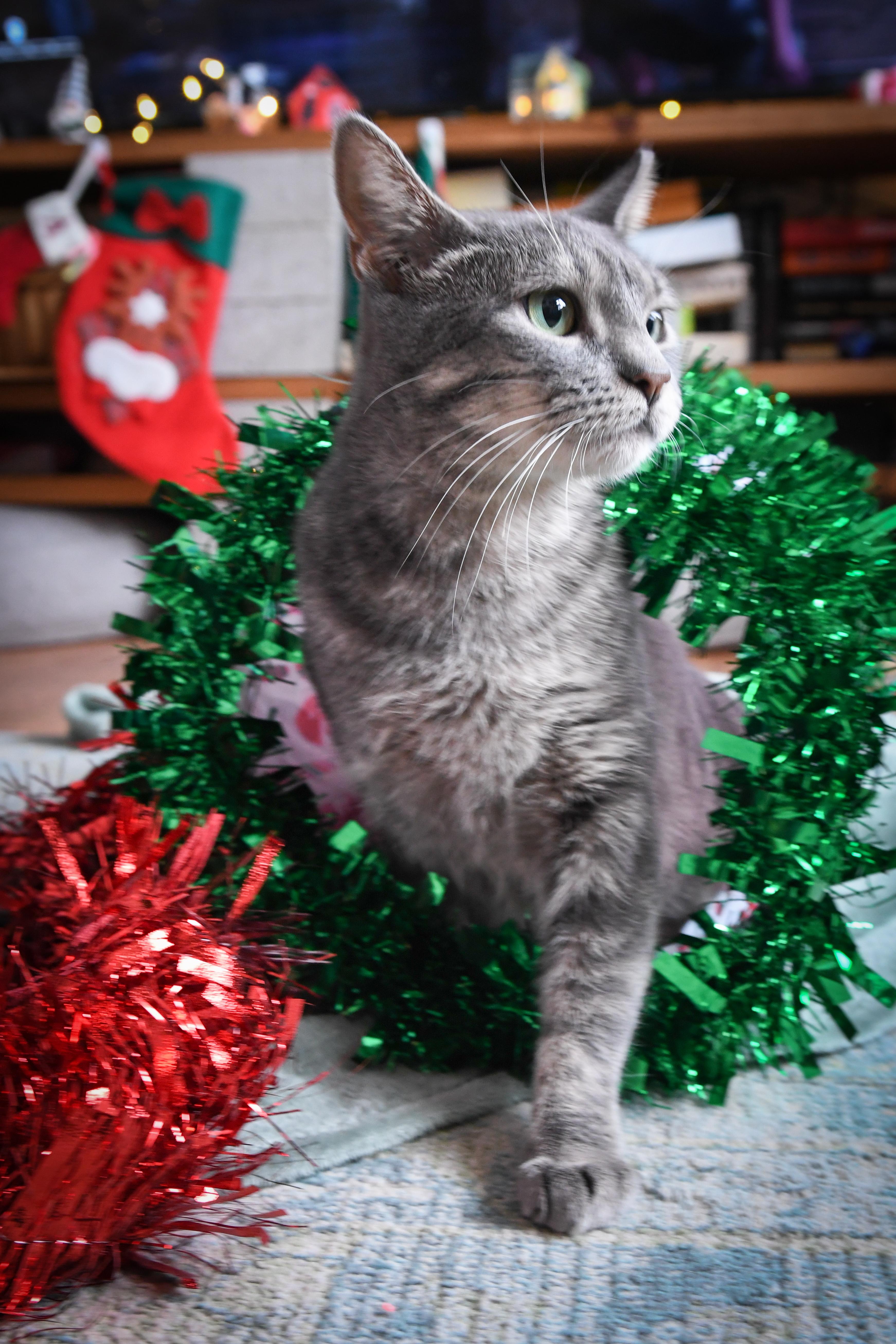 Pearl, Adoptable, Adult Female Domestic Short Hair.