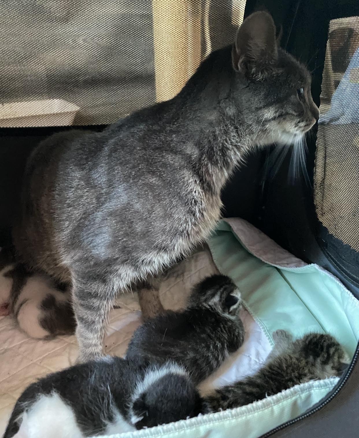 Pearl, Adoptable, Adult Female Domestic Short Hair.