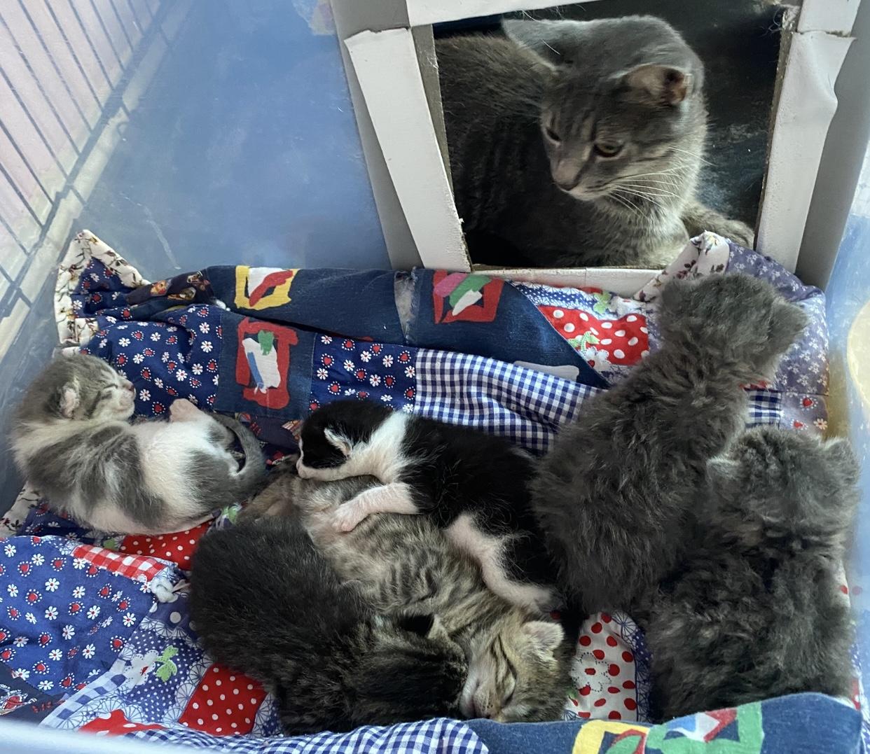 Pearl, a Adoptable Domestic Short Hair in Port Washington, WI image 3/4